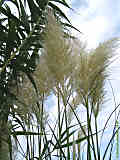 Cortaderia selloana