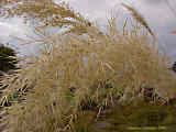 Cortaderia selloana