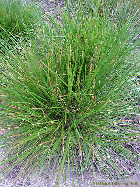 Deschampsia cespitosa