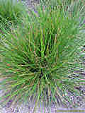 Deschampsia cespitosa