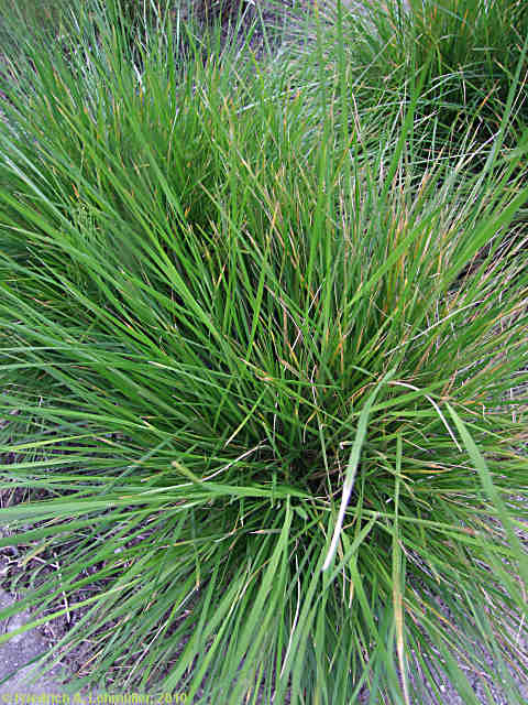 Deschampsia cespitosa