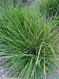 Deschampsia