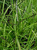 Digitaria ischaemum