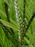 Digitaria ischaemum