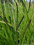 Digitaria ischaemum