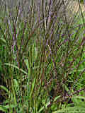 Digitaria sanguinalis