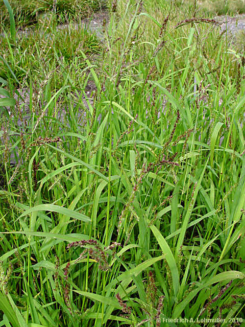 Echinochloa crus-galli