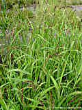 Echinochloa crus-galli