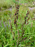 Echinochloa crus-galli 