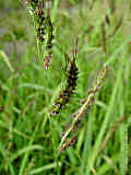 Echinochloa crus-galli