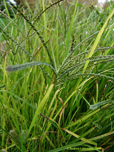 Eleusine indica