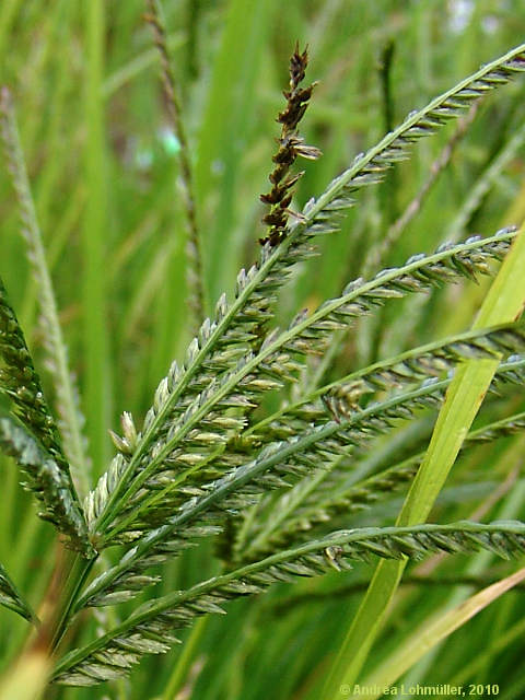 Eleusine indica