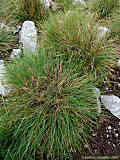 Festuca alpina