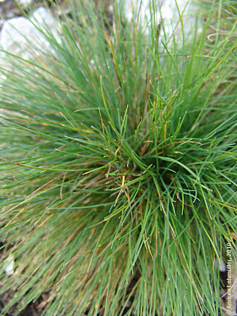 Festuca alpina