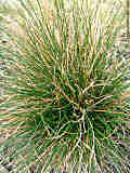 Festuca ovina