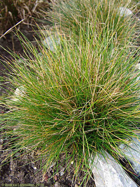 Festuca ovina