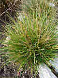 Festuca ovina