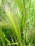 Hordeum jubatum