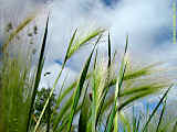 Hordeum jubatum