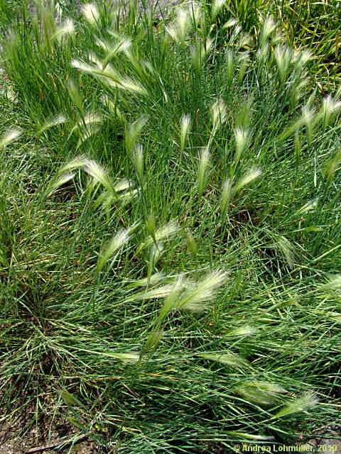Hordeum jubatum