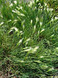 Hordeum jubatum