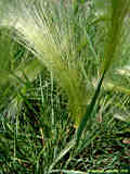 Hordeum jubatum