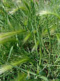 Hordeum jubatum