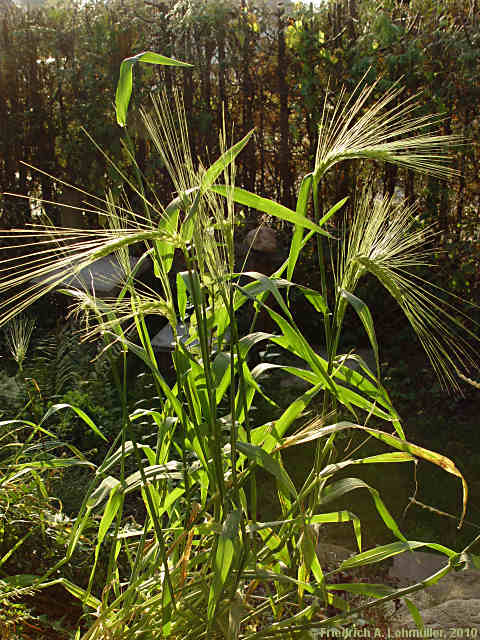 Hordeum jubatum