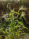 Hordeum jubatum