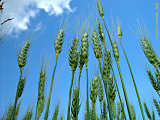 Hordeum vulgare