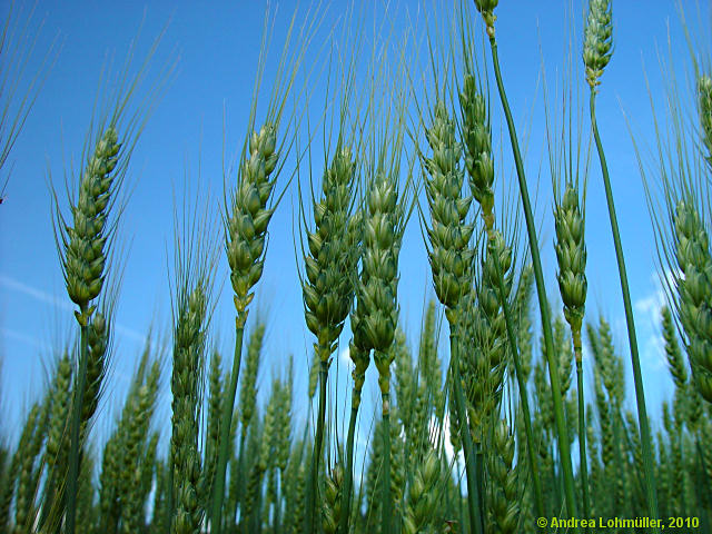 Hordeum vulgare