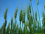 Hordeum vulgare