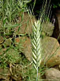 Hordeum vulgare