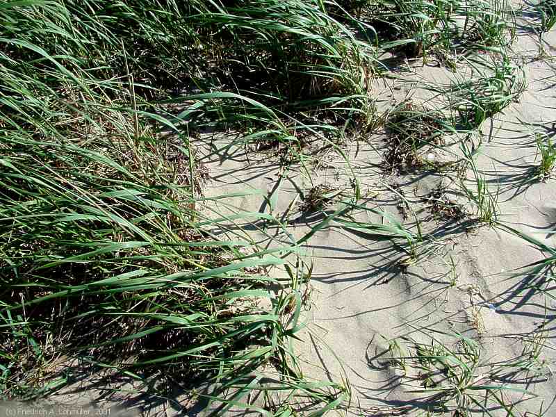 Leymus arenarius