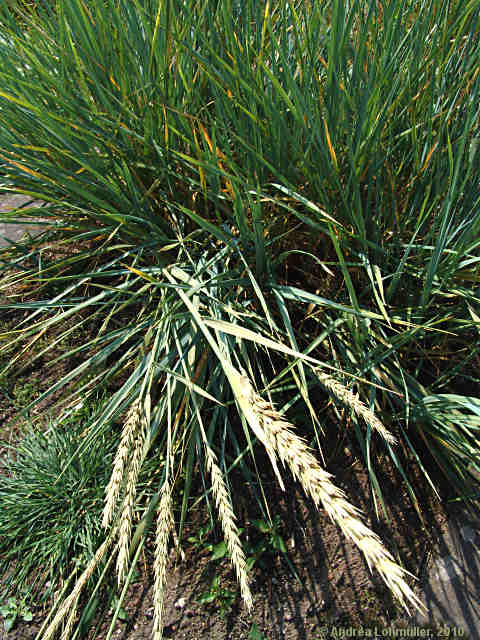 Leymus racemosus