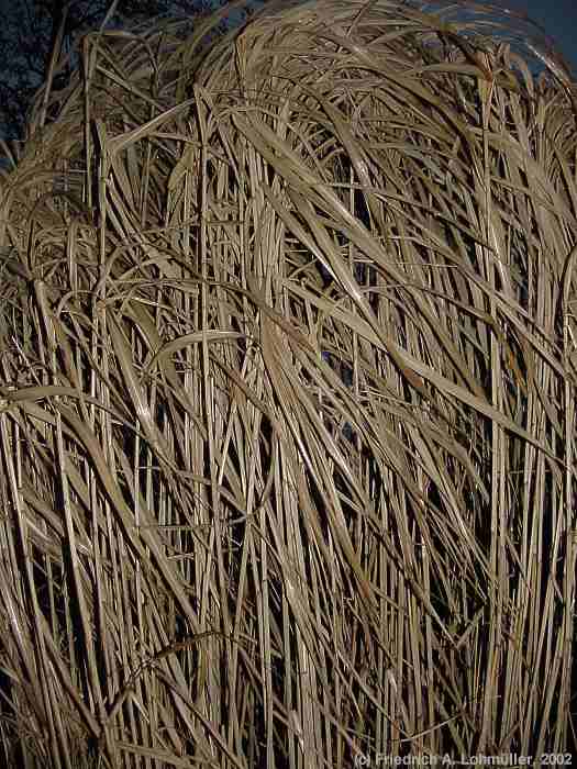 Miscanthus x giganteus