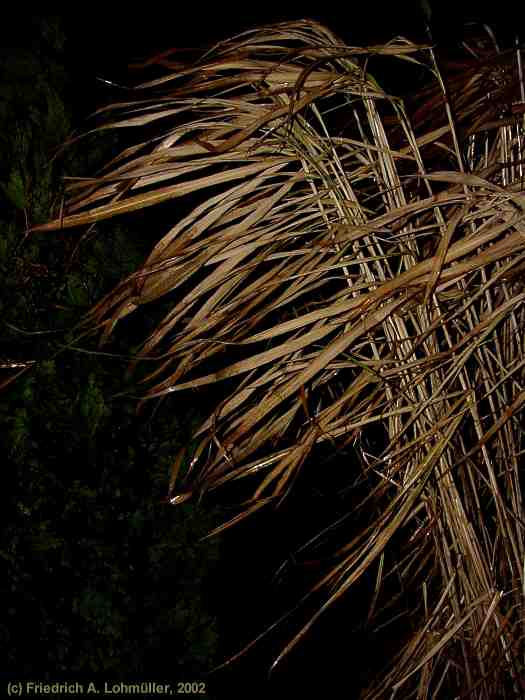 Miscanthus x giganteus