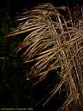 Miscanthus x giganteus