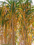 Miscanthus x giganteus