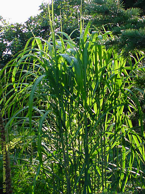 Miscanthus x giganteus
