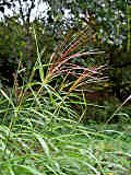 Miscanthus sinensis