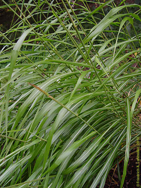 Miscanthus sinensis