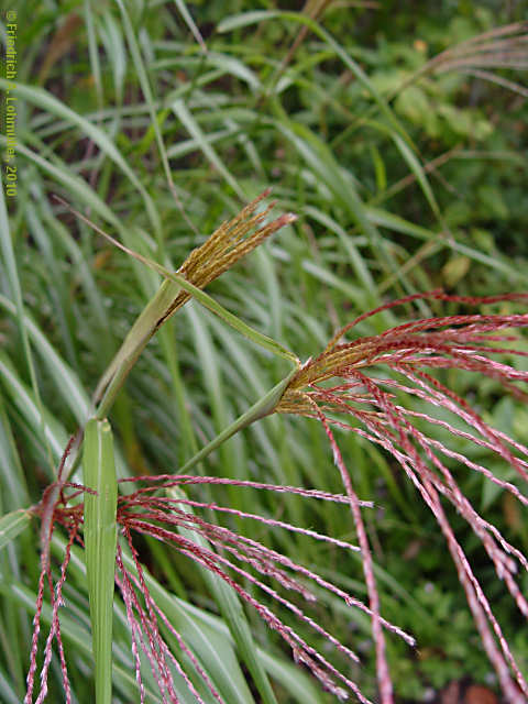 Miscanthus sinensis