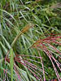 Miscanthus sinensis