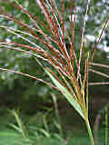 Miscanthus sinensis