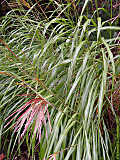 Miscanthus sinensis