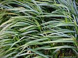 Miscanthus x giganteus