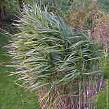 Miscanthus x giganteus