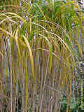 Miscanthus x giganteus