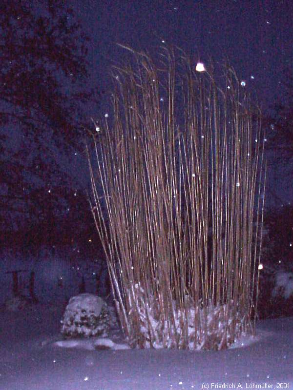 Miscanthus x giganteus